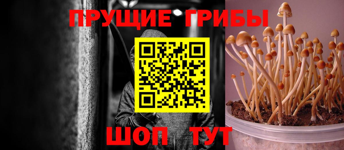 Нерюнгри  Галлюциногенные грибы GOLDEN TEACHER  Вход с VPN  Псилоцибиновые грибы GOLDEN TEACHER 